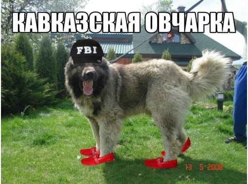 Смешные картинки с собаками с надписями (35 фото) #5