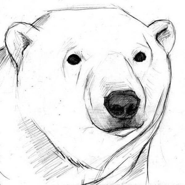Рисунки медведя карандашом для детей (38 фото) #49