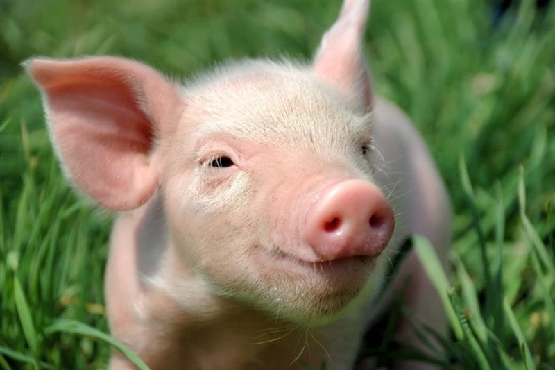 Смешные картинки про свиней (65 фото) #74