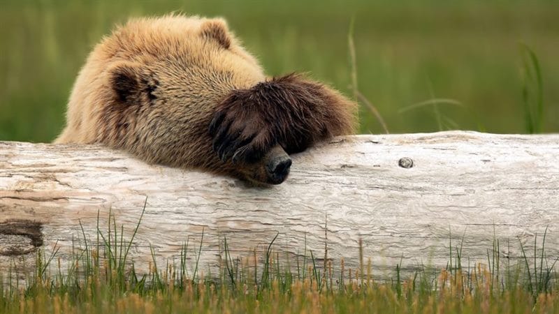 Смешные картинки с медведями (95 фото) #107