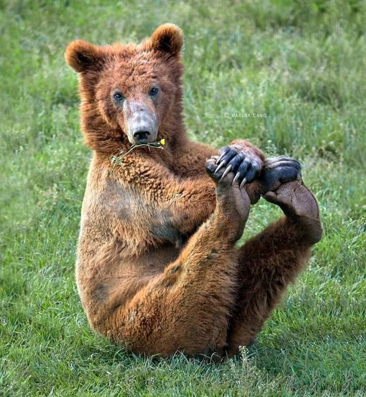 Смешные картинки с медведями (95 фото) #54