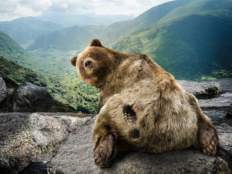 Смешные картинки с медведями (95 фото) #55