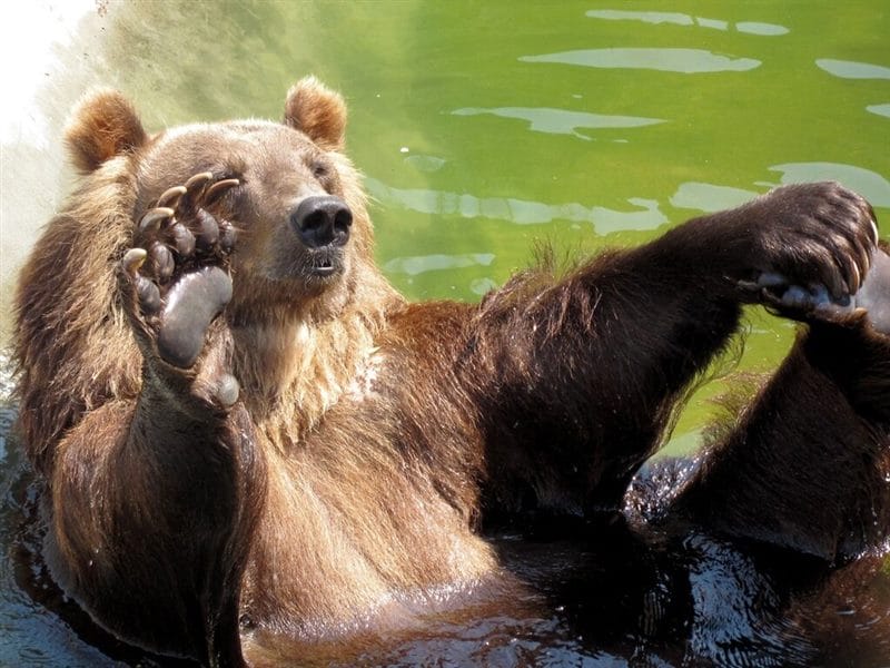 Смешные картинки с медведями (95 фото) #56