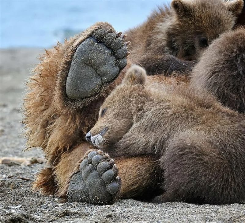 Смешные картинки с медведями (95 фото) #59