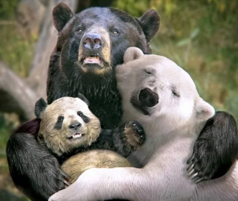 Смешные картинки с медведями (95 фото) #61