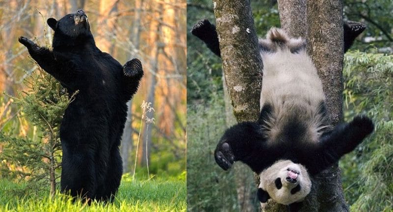 Смешные картинки с медведями (95 фото) #62