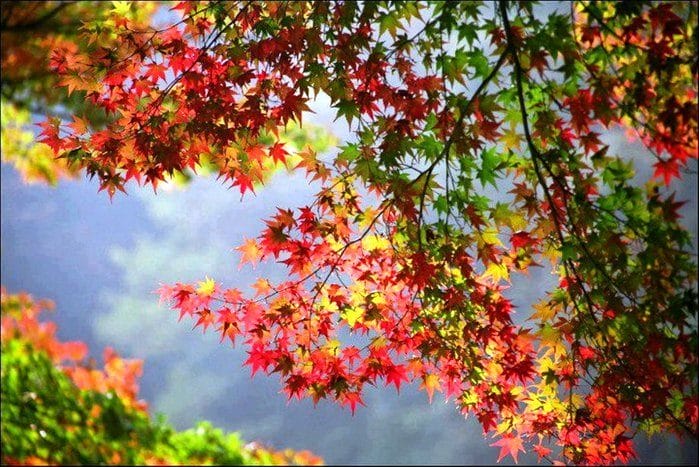 Картинки красивая осень (36 фото) #8