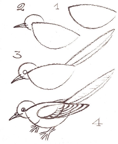 Рисунки птицы карандашом для детей (63 фото) #7
