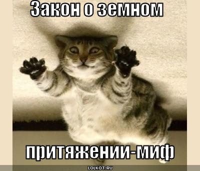 Смешные картинки про кошек с надписями (35 фото) #9