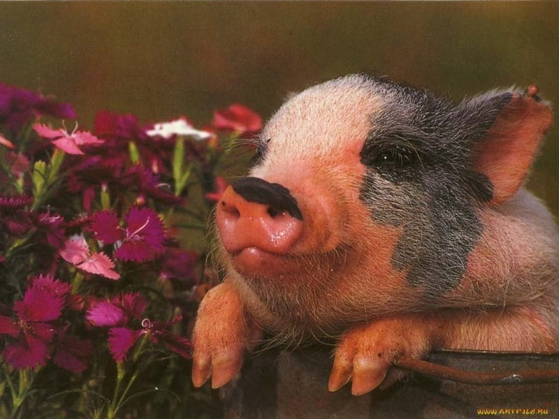 Смешные картинки про свиней (65 фото) #75