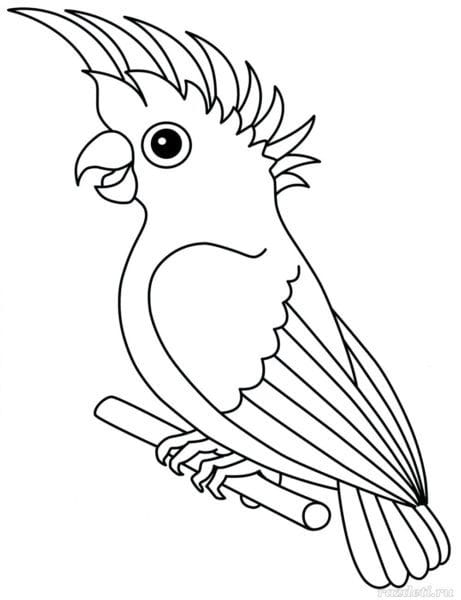 Рисунки для срисовки попугай (29 фото) #42