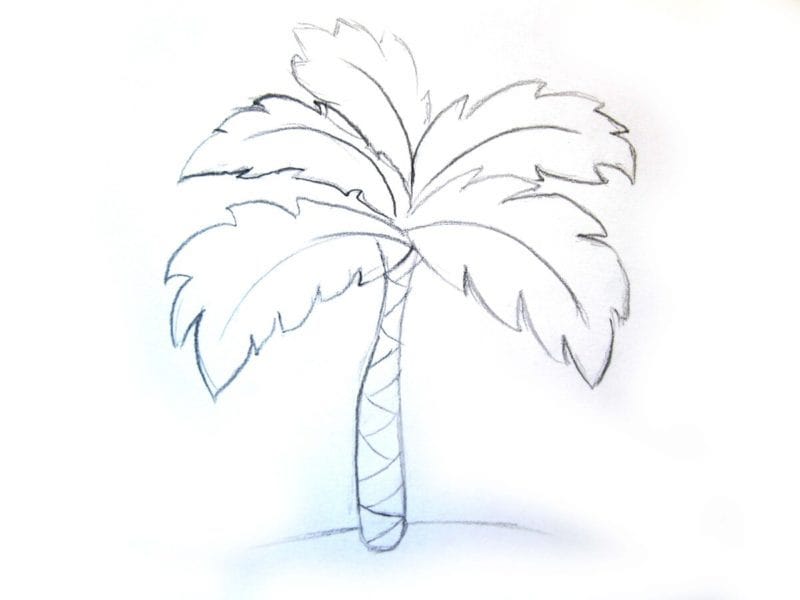 Рисунки карандашом пальма (30 фото) #55