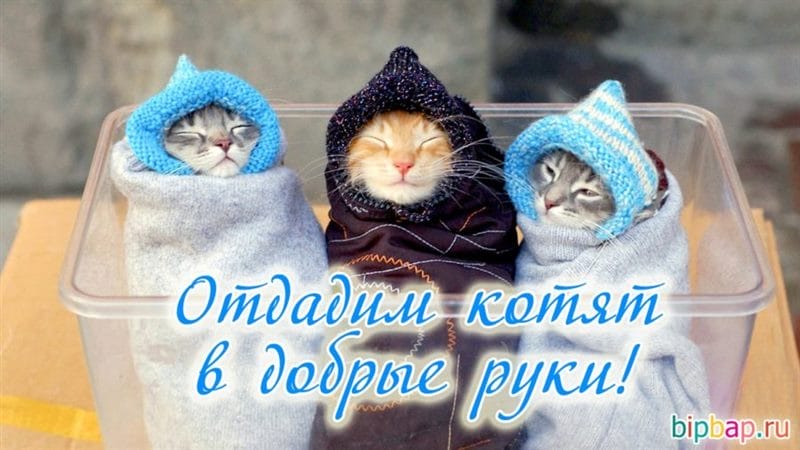 Смешные картинки про кошек с надписями (35 фото) #53
