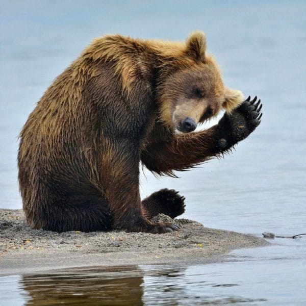 Смешные картинки с медведями (95 фото) #108