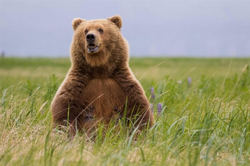 Смешные картинки с медведями (95 фото) #65