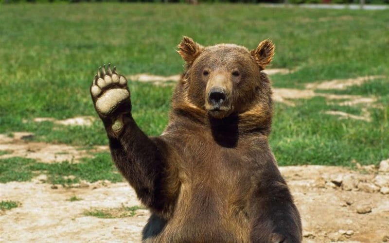 Смешные картинки с медведями (95 фото) #68