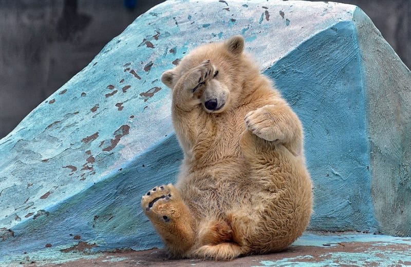 Смешные картинки с медведями (95 фото) #70