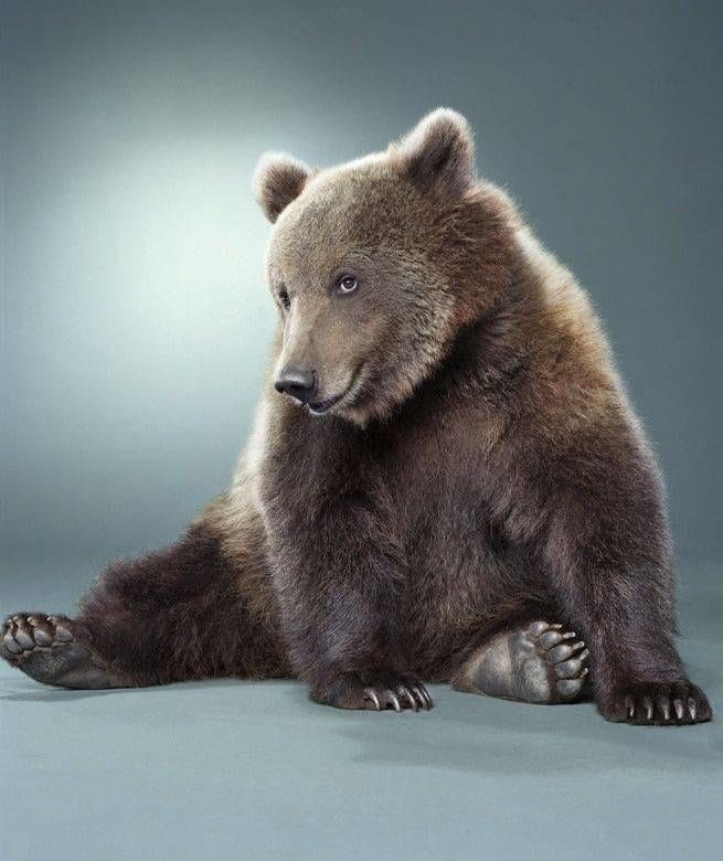 Смешные картинки с медведями (95 фото) #71