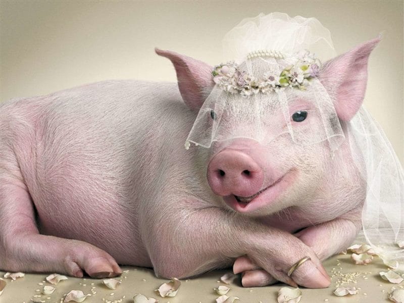 Смешные картинки про свиней (65 фото) #46