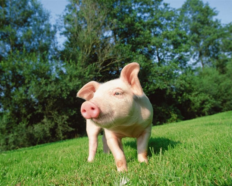 Смешные картинки про свиней (65 фото) #54
