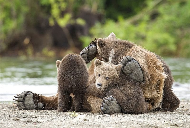 Смешные картинки с медведями (95 фото) #82