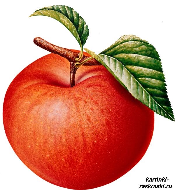Рисунки карандашом для детей яблоки (48 фото) #9