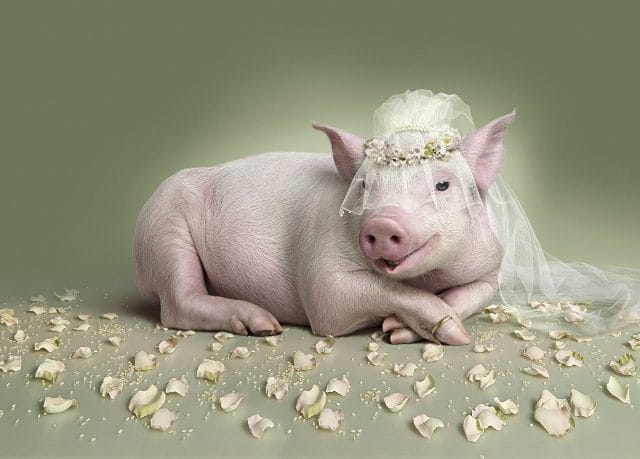Смешные картинки про свиней (65 фото) #7