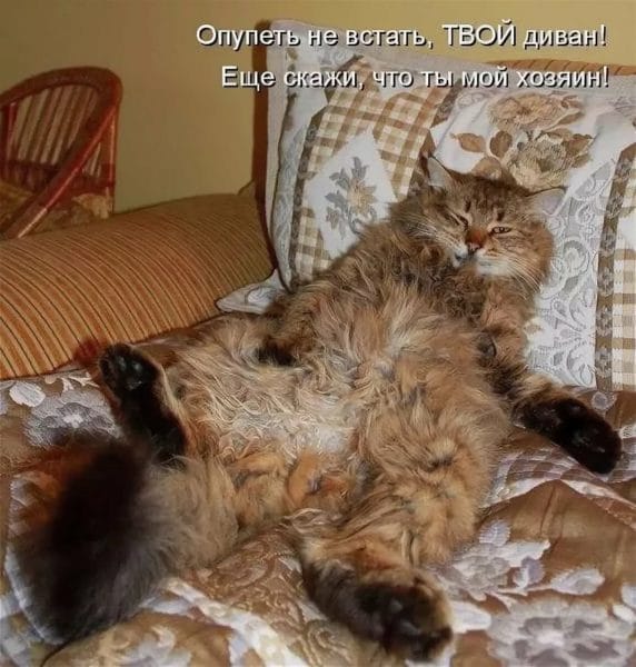 Смешные картинки про кошек с надписями (35 фото) #54