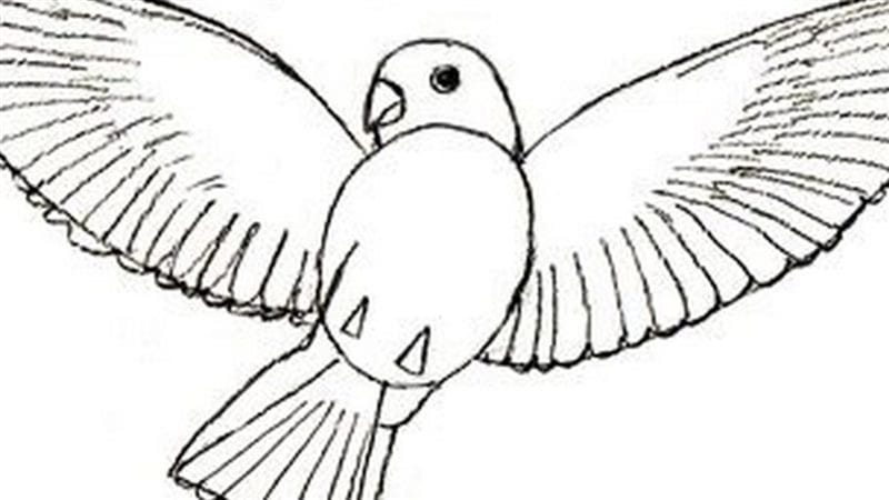 Рисунки птицы карандашом для детей (63 фото) #74