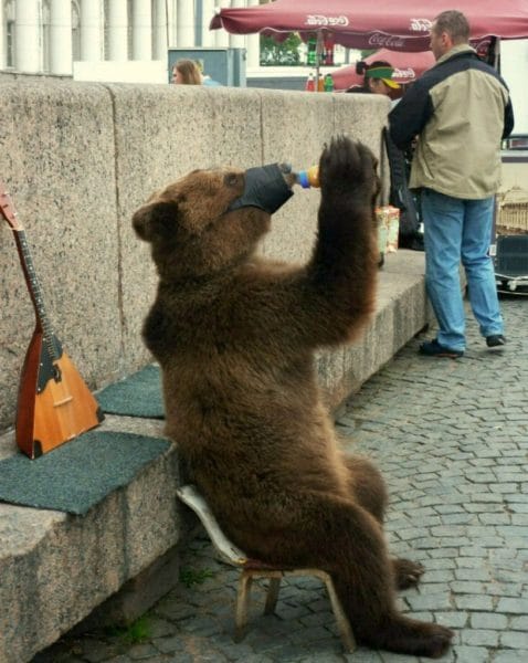 Смешные картинки с медведями (95 фото) #109