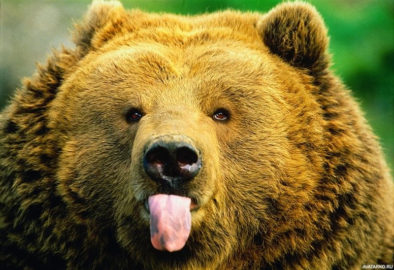 Смешные картинки с медведями (95 фото) #94
