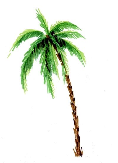 Рисунки карандашом пальма (30 фото) #8