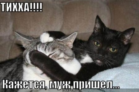 Смешные картинки про кошек с надписями (35 фото) #11