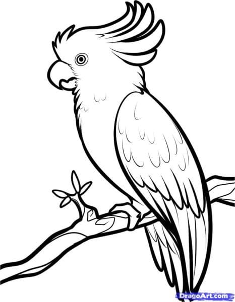 Рисунки для срисовки попугай (29 фото) #44
