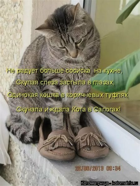 Смешные картинки про кошек с надписями (35 фото) #55