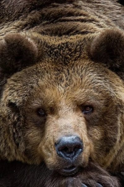 Смешные картинки с медведями (95 фото) #110