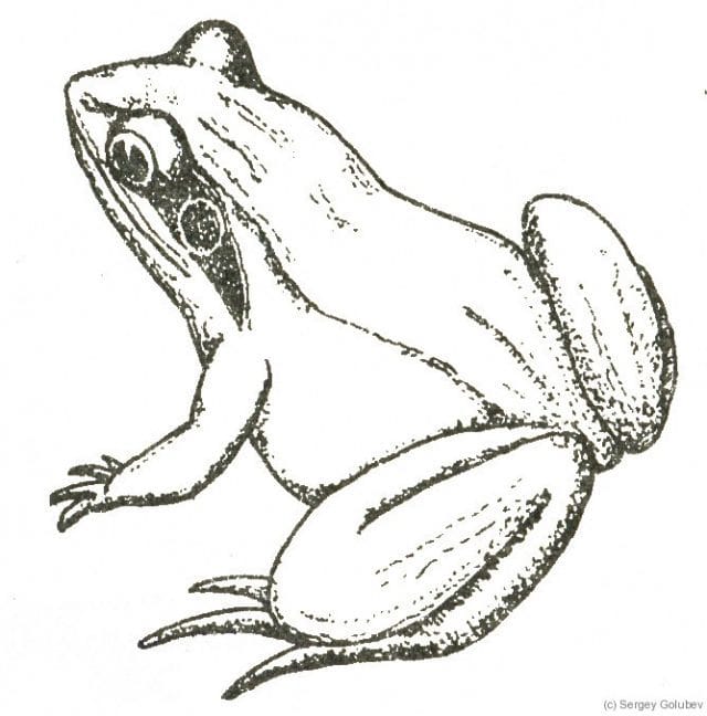 Рисунки лягушки для срисовки (40 фото) #10