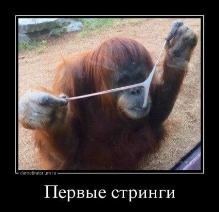 Смешные картинки обезьян (14 фото) #9