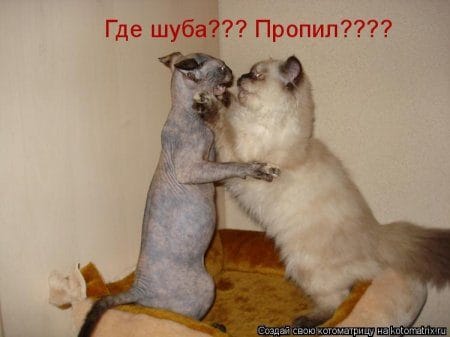 Смешные картинки про кошек с надписями (35 фото) #12