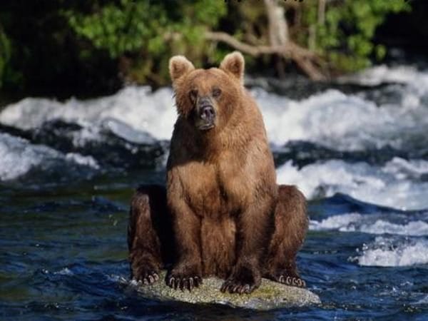 Смешные картинки с медведями (95 фото) #9