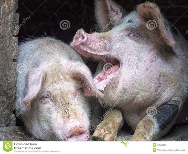 Смешные картинки про свиней (65 фото) #78