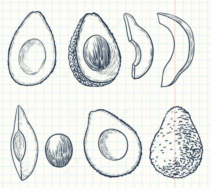 Рисунки карандашом мультяшный авокадо (17 фото) #30