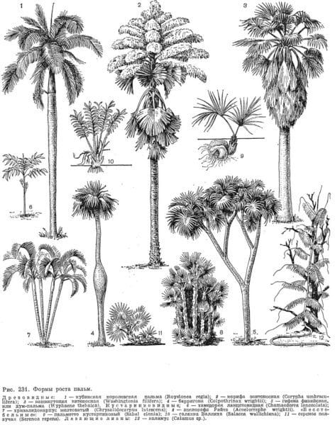 Рисунки карандашом пальма (30 фото) #58