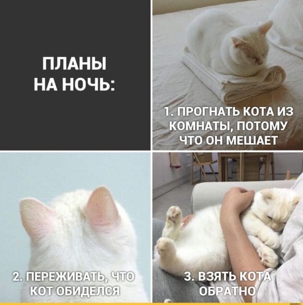 Смешные картинки про кошек с надписями (35 фото) #56
