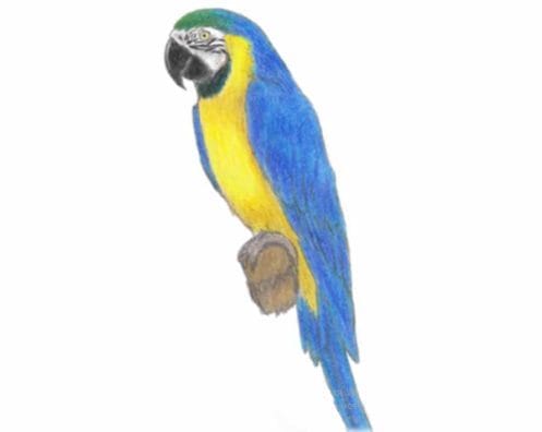 Рисунки для срисовки попугай (29 фото) #10