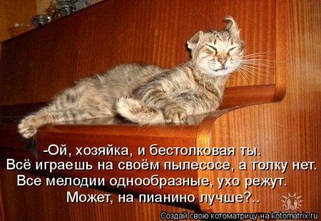 Смешные картинки про кошек с надписями (35 фото) #13