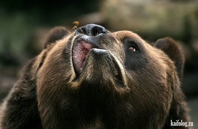 Смешные картинки с медведями (95 фото) #10