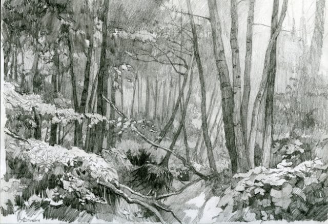 Рисунки для срисовки лес (15 фото) #2