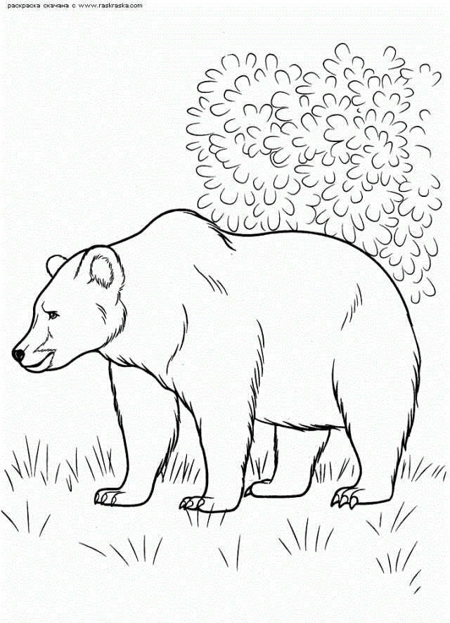 Рисунки медведя карандашом для детей (38 фото) #30