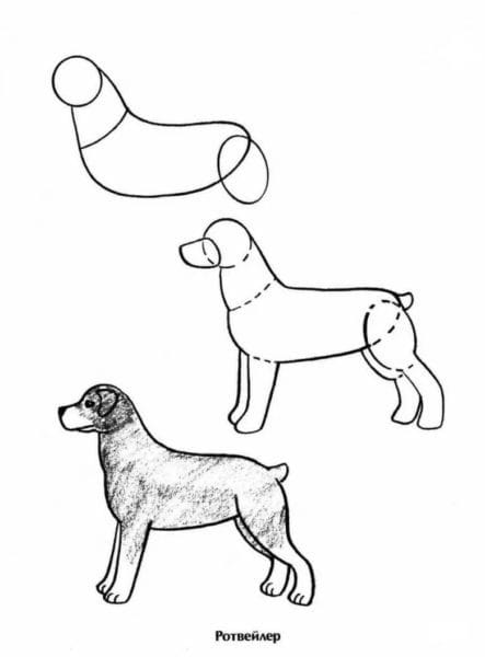 180 рисунков собаки карандашом и не только #97